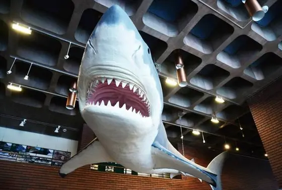 大迫力の巨大ザメの復元模型
