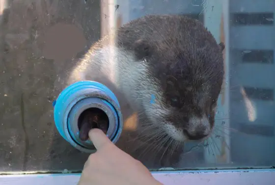 カワウソ