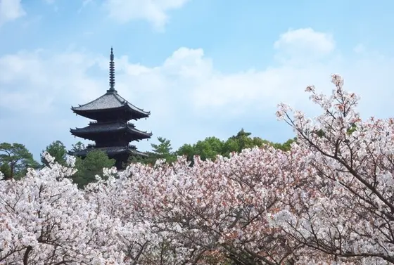 御室の桜