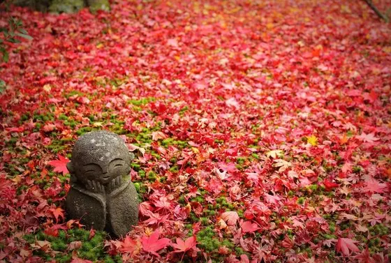 散り紅葉