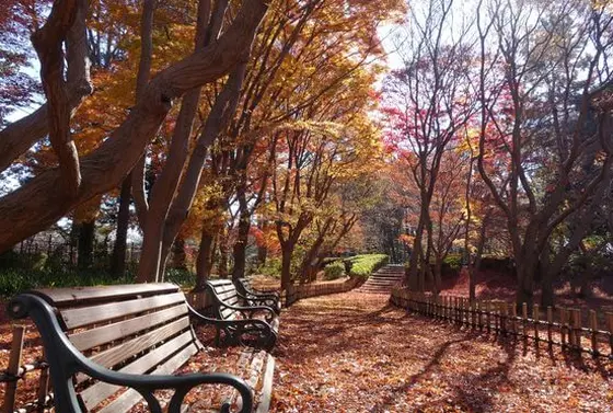 11月　紅葉