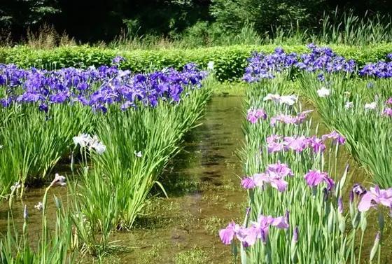 6月　花菖蒲