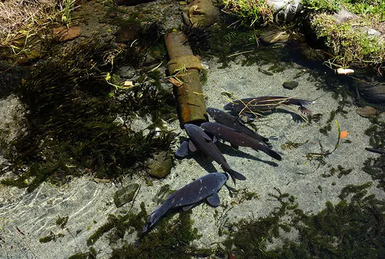 透き通る湧き水、生き物も多い