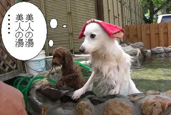 ワンちゃん専用風呂
