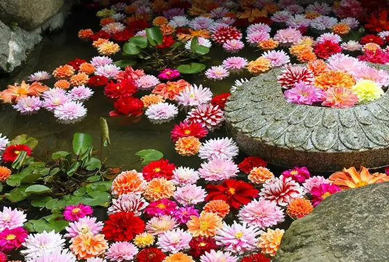 GWダリアの花手水