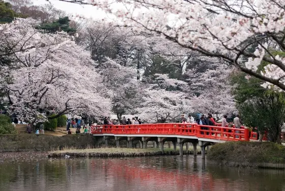 桜