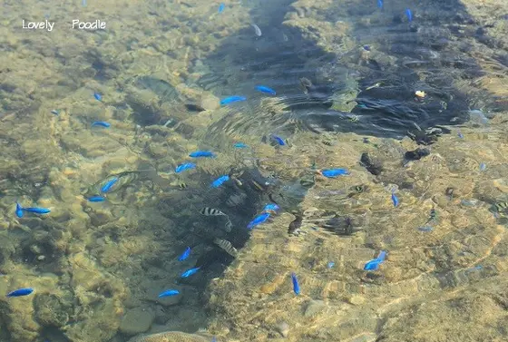ブルー