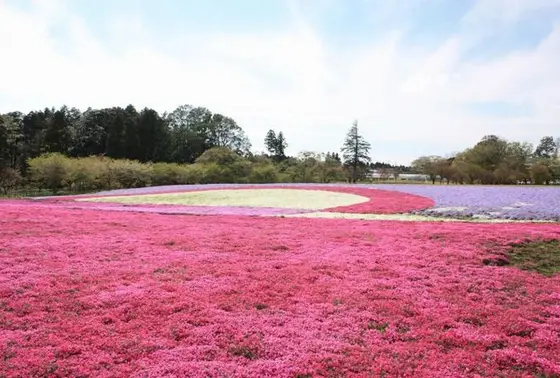 芝桜満開時
