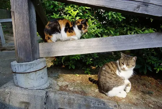 尾道の猫