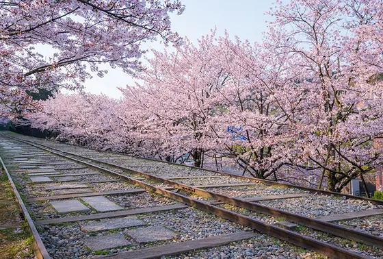 桜並木がずらーっと続いています🌸