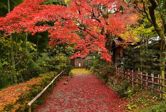 紅葉も🍁