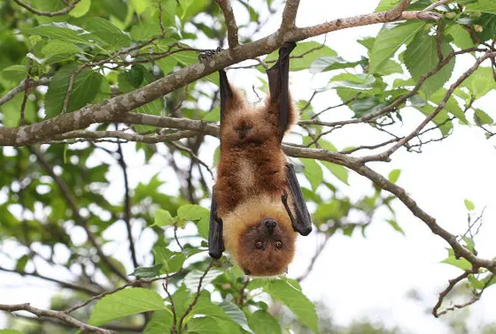 可愛いコウモリの休息地