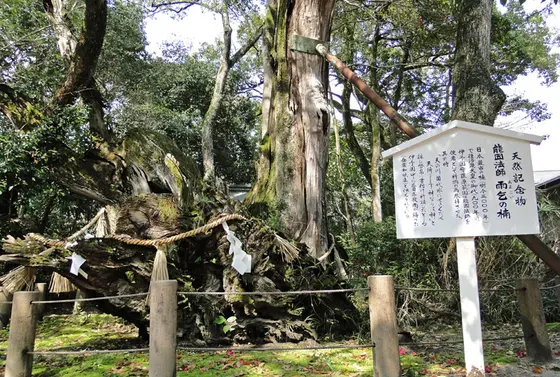 雨乞の楠