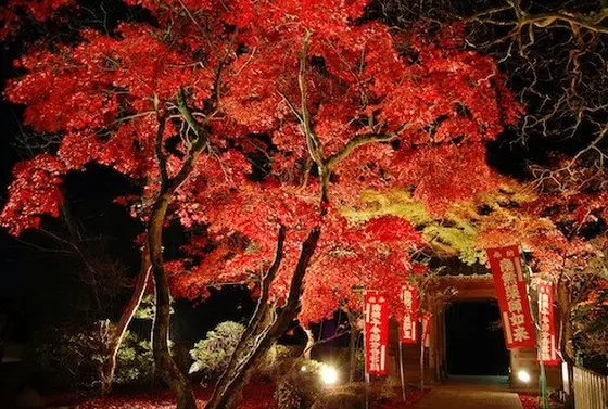 紅葉まつり