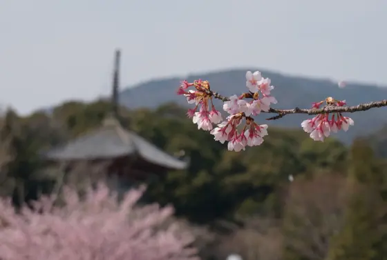春の風景