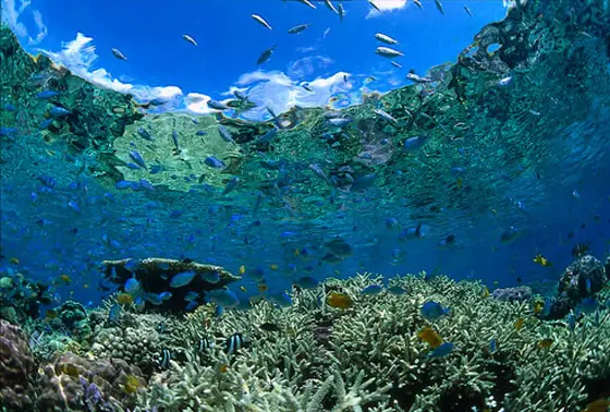 サンゴーーー！