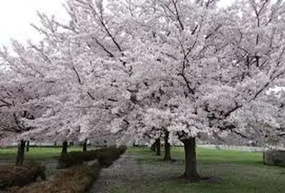 桜がきれい！