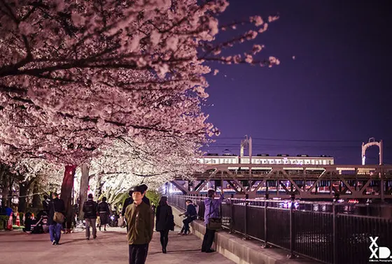 桜の季節のライトアップは見もの🌸