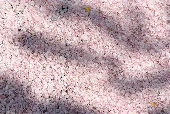 桜の花びらでピンクに染まる小川が綺麗