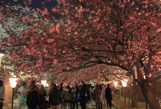 桜のアーチをくぐり抜け