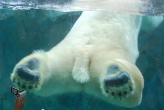 旭川市旭山動物園