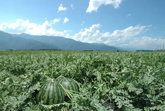 美味しい🍉ができそうな環境(≧▽≦)