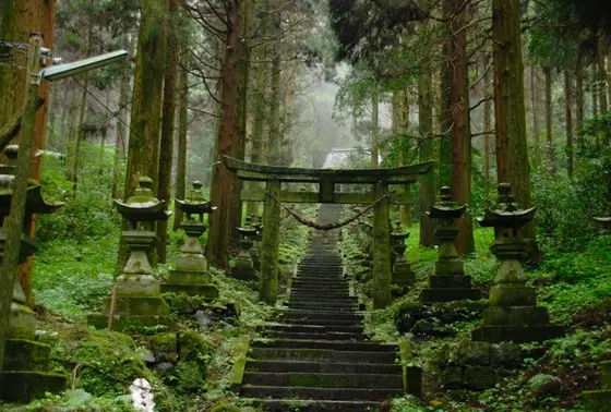 緑の苔が絨毯のように広がる参道