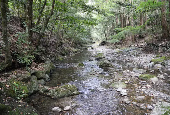 川沿いの美しい緑