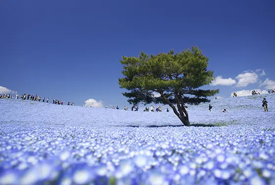 一年中楽しめる