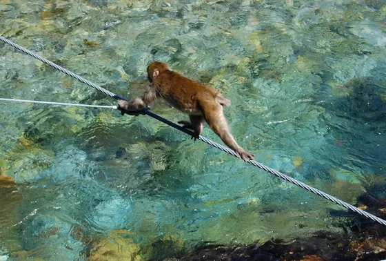 河童橋にもサル！