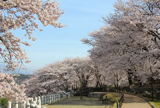 桜の時期①