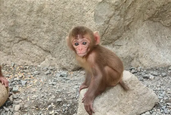 赤ちゃんなんかも近くで見られます。