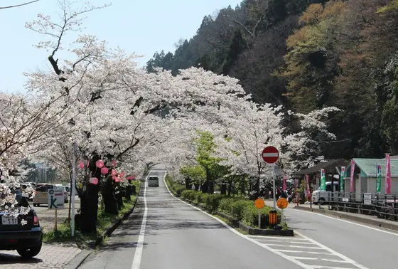 桜トンネル