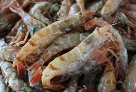 春のモサエビ祭り