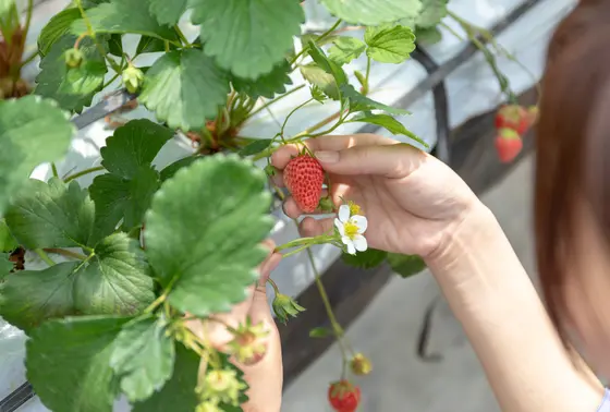 いちご狩り体験は3月から6月まで