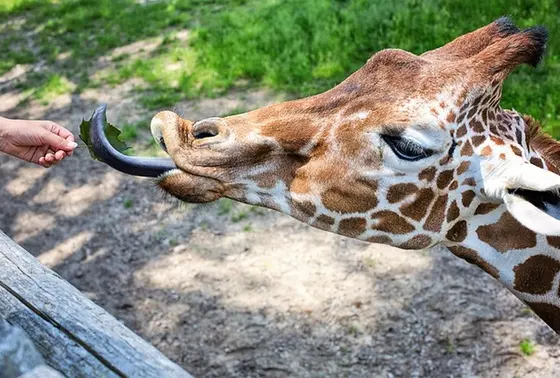 のんびりなキリンもおすすめ