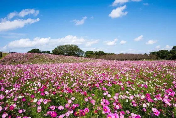 お花畑