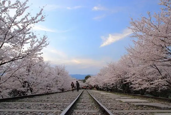桜の時期は絶景だけど