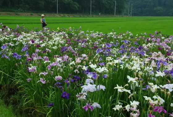アヤメ園
