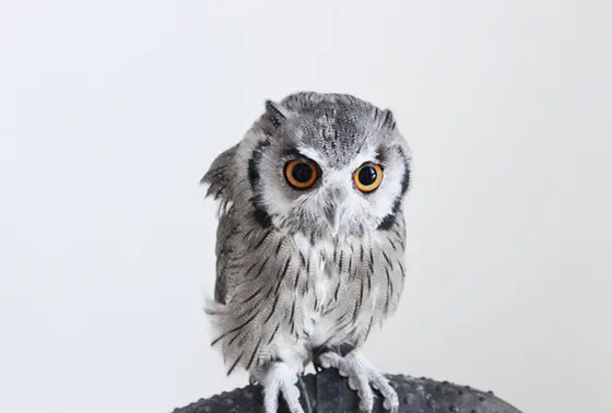 看板フクロウのふうちゃん