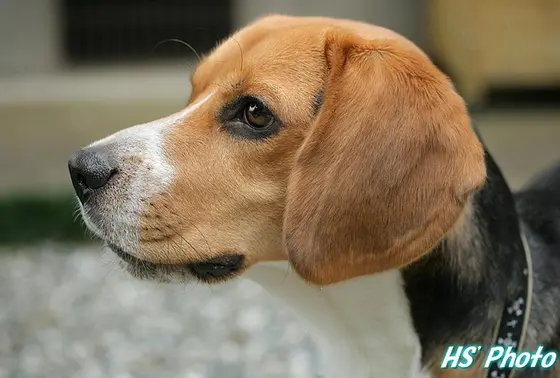 不思議な犬に出会えるかも？