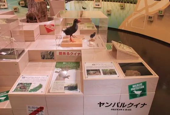 やんばるだけに生息