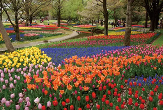 色とりどりの花の饗宴