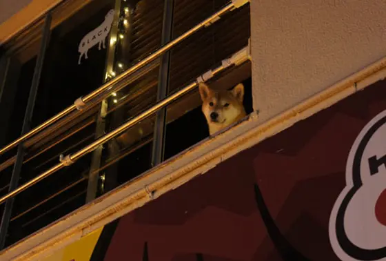 外を眺めるのが大好き！