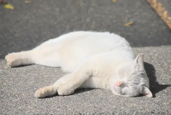 『生きている招き猫』ナミちゃん