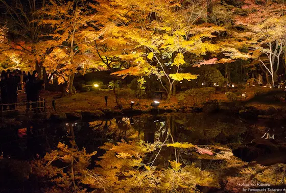 秋の紅葉ライトアップ期間！