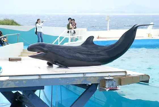 🐬