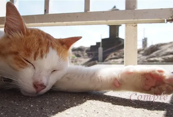 猫さん