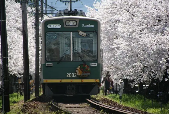 桜のトンネル🌸