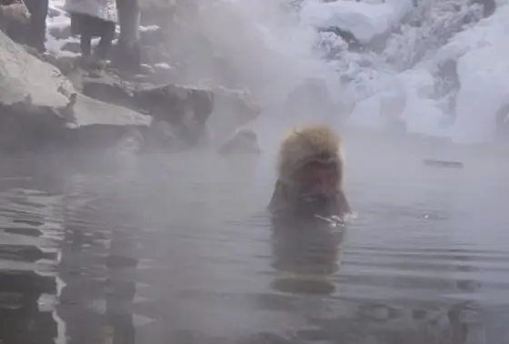 スノーモンキー